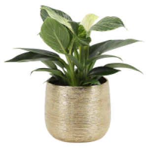 Aldi Süd  GARDENLINE Philodendron