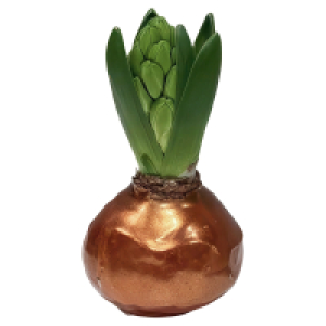 GARDENLINE Hyazinthe gewachst