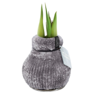 Aldi Süd  GARDENLINE Amaryllis in Samtsocke