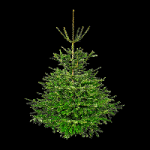 Aldi Nord Gardenline GARDENLINE Große Nordmanntanne