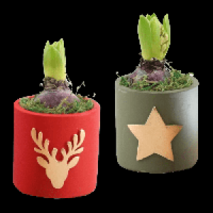 GARDENLINE Hyazinthe in Weihnachtskeramik