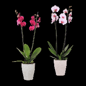 GARDENLINE Phalaenopsis