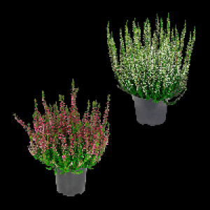 Aldi Nord Gardenline GARDENLINE Besenheide (Calluna vulgaris)