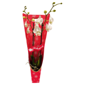 GARDENLINE Orchidee in Geschenkverpackung