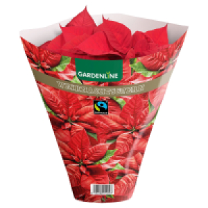 GARDENLINE Fairtrade Poinsettia