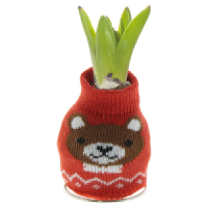 GARDENLINE Hyazinthe in Socke