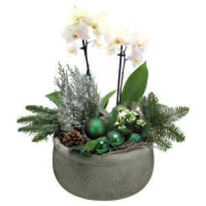 GARDENLINE Orchideen Schale Gr&uuml;n