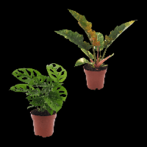 GARDENLINE Gr&uuml;npflanze