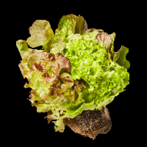 Salat mit Wurzelballen