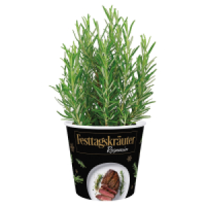 Aldi S&uuml;d  Italienische Festtagskr&auml;uter im Potcover