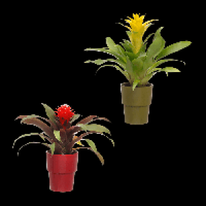 GARDENLINE Bromelie