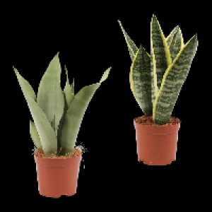 GARDENLINE Sansevieria