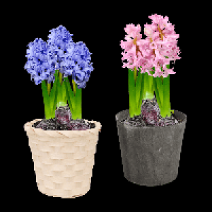 GARDENLINE Hyazinthen / Narzissen