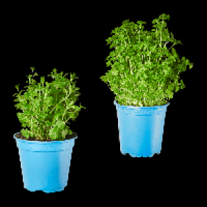 Aldi Nord Bio BIO Kr&auml;utertopf