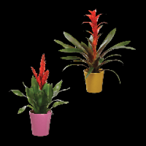 GARDENLINE Guzmania / Vriesea