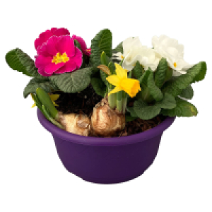 Aldi S&uuml;d  GARDENLINE Bunte Fr&uuml;hlingsschalen