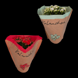 Aldi Nord Gardenline GARDENLINE Kalanchoe