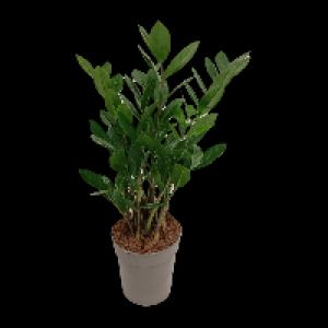 GARDENLINE Zamioculcas