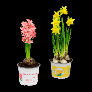GARDENLINE Hyazinthen / Narzissen