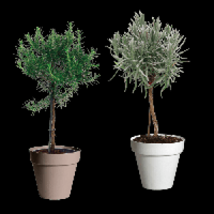 Aldi Nord Gardenline GARDENLINE Gew&uuml;rzst&auml;mmchen