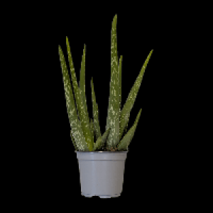 GARDENLINE Aloe vera