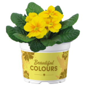 GARDENLINE Primel Mix