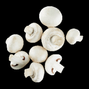 Kulturchampignons wei&szlig;