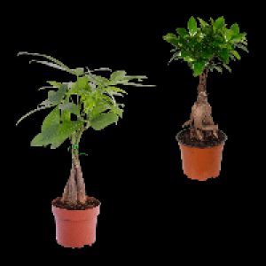 GARDENLINE Ficus Ginseng / Pachira