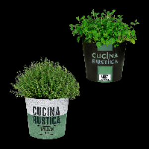 GARDENLINE Italienische Kr&auml;uter