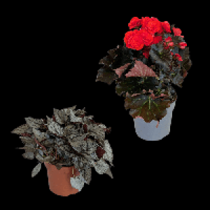 GARDENLINE Begonien-Mix