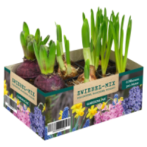 GARDENLINE Blumenzwiebel Mix, 6er-Pack