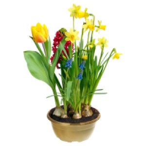 GARDENLINE Fr&uuml;hlingszauber Schale T16