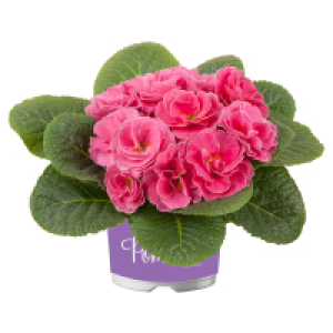 GARDENLINE Primel Pom Pom T10,5