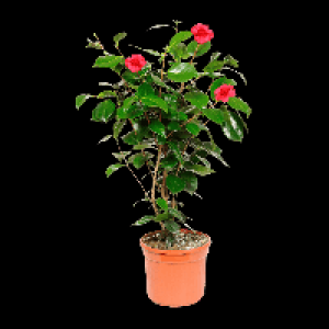 GARDENLINE Kamelie 7.99&nbsp;&euro;