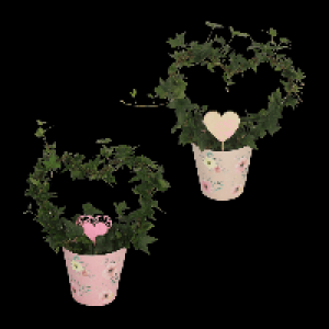 Aldi Nord Gardenline GARDENLINE Efeuherz