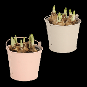 GARDENLINE Blumenzwiebeln im Zinktopf