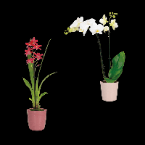 GARDENLINE Phalaenopsis