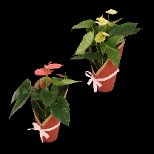 Aldi Nord Gardenline GARDENLINE Anthurie