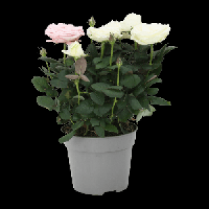 Aldi Nord Gardenline GARDENLINE Topfrosen Dolce Amore