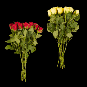 GARDENLINE Fairtrade-Rosen