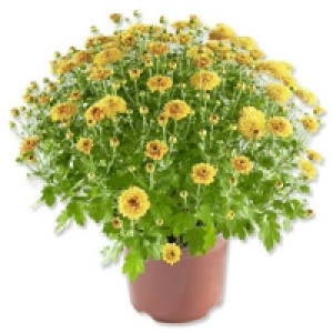 Chrysanthemen-Busch