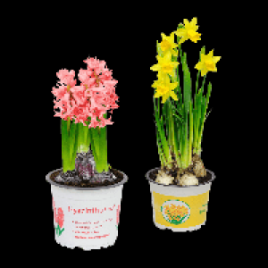 Aldi Nord Gardenline GARDENLINE Narzissen / Hyazinthen