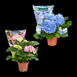 Aldi Nord Gardenline GARDENLINE Hortensie