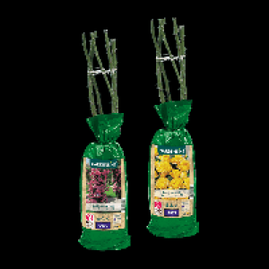 GARDENLINE Edel- / Beet- / Kletterrose