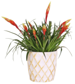 Bromelie oder Ananaspflanze im Keramik-&Uuml;bertopf