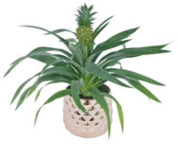 Bromelie oder Ananaspflanze im Keramik-&Uuml;bertopf 12.99&nbsp;&euro;