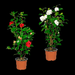 Aldi Nord Gardenline GARDENLINE Kamelie