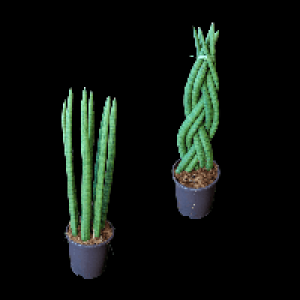 GARDENLINE Sansevieria