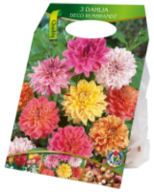 Kaufland  Dahlien-Zwiebeln