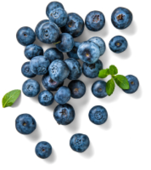 Kaufland  Serb./rum&auml;n. Kulturheidelbeeren